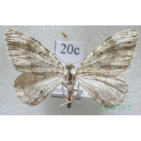 Coenotephria salicata (Denis & Schiffermüller, 1775) Greece20c